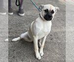 Small #9 Pug-Shiba Inu Mix