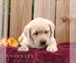 Rylee - Female Labrador Retriever Puppy for Sale - Photo #6