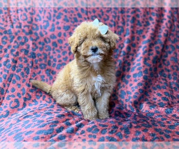 Medium Photo #1 Cavapoo (Miniature) Puppy For Sale in LAKELAND, FL, USA