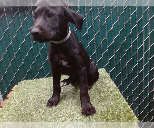 Medium Photo #1 Labrador Retriever-Unknown Mix Puppy For Sale in Downey, CA, USA