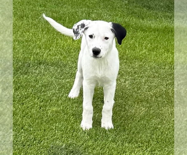 Medium Photo #3 Border Collie-Unknown Mix Puppy For Sale in Salt Lake City, UT, USA