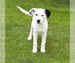 Small #2 Border Collie Mix