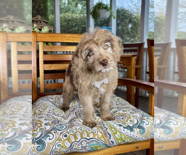 Medium Photo #3 Labradoodle Puppy For Sale in NOBLESVILLE, IN, USA