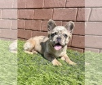 Small Photo #23 French Bulldog Puppy For Sale in MILWAUKEE, WI, USA