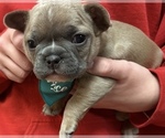 Puppy Pernell French Bulldog