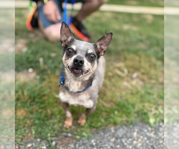 Medium Photo #1 Chihuahua Puppy For Sale in Boston, MA, USA