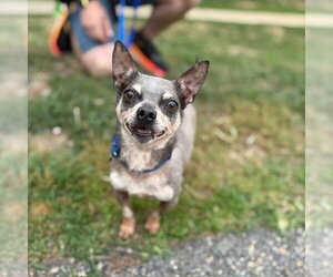 Chihuahua Dogs for adoption in Boston, MA, USA