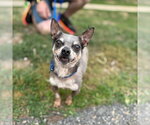 Small Chihuahua