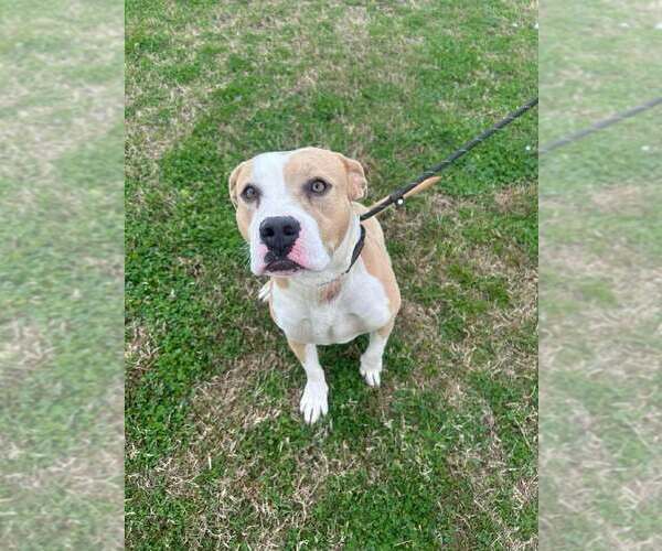 Medium Photo #3 Mutt Puppy For Sale in Abbeville, LA, USA