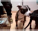 Small American Pit Bull Terrier Mix