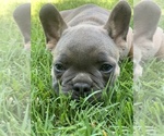 Small Photo #3 French Bulldog Puppy For Sale in MODESTO, CA, USA