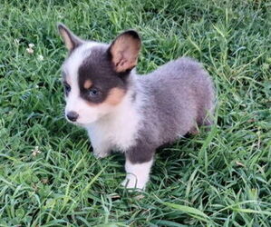 Pembroke Welsh Corgi Puppy for sale in MILTON, WI, USA