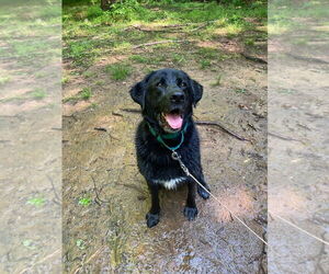 Shadow (King) Havard - Male Labrador Retriever-Unknown Mix Dog for Adoption - Photo #10