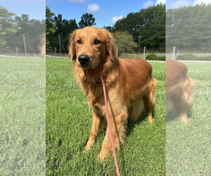 Golden Retriever Dogs for adoption in Pacolet, SC, USA