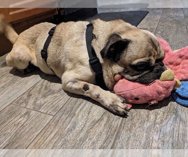 Medium Photo #2 Pug Puppy For Sale in Indianapolis, IN, USA