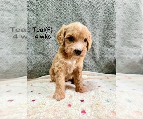 Medium Photo #10 Goldendoodle (Miniature) Puppy For Sale in ELBERT, CO, USA