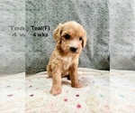 Small #9 Goldendoodle (Miniature)