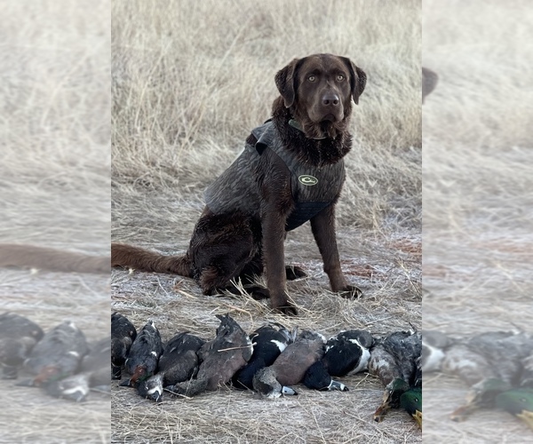 Medium Photo #1 Labrador Retriever Puppy For Sale in FLETCHER, OK, USA