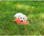 Small Labrador Retriever