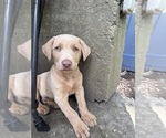 Small #12 Labrador Retriever