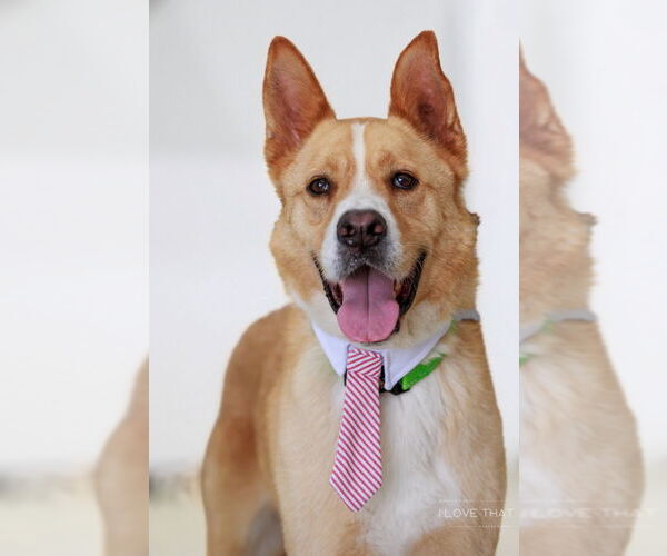 Medium Photo #3 Mutt Puppy For Sale in The Woodlands, TX, USA