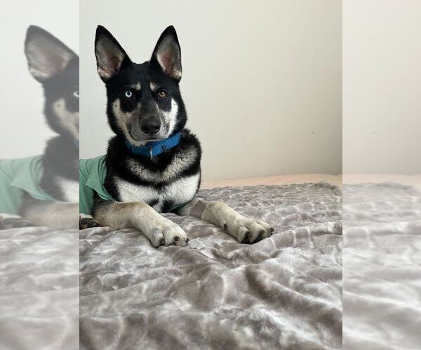 Medium Photo #17 Siberian Husky-Unknown Mix Puppy For Sale in Elmsford, NY, USA