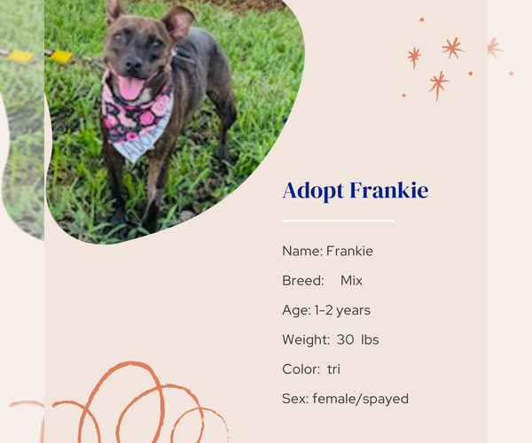 Medium Photo #5 Mutt Puppy For Sale in Naples, FL, USA