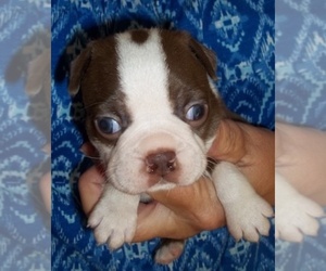 Boston Terrier Puppy for sale in CRKD RVR RNCH, OR, USA