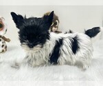 Small #5 Biewer Terrier