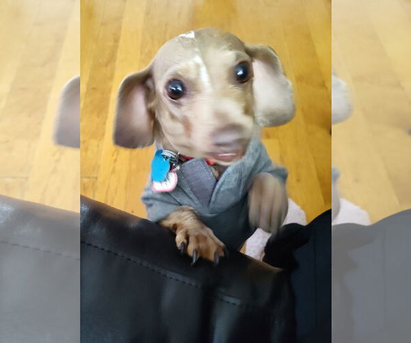 Medium Photo #14 Dachshund Puppy For Sale in Shelbyville, TN, USA