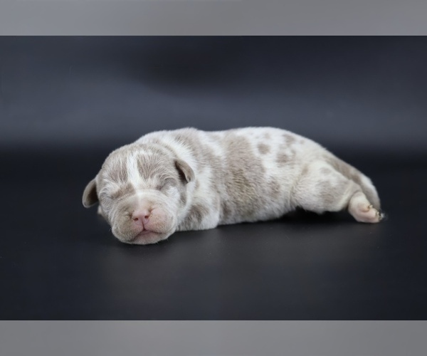 Medium Photo #1 American Bully Puppy For Sale in CHAMPAIGN, IL, USA