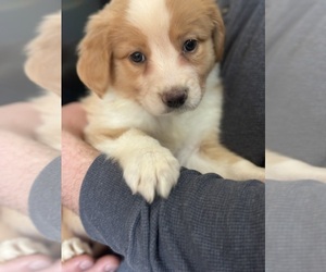 English Shepherd Dogs for adoption in ROANOKE, VA, USA