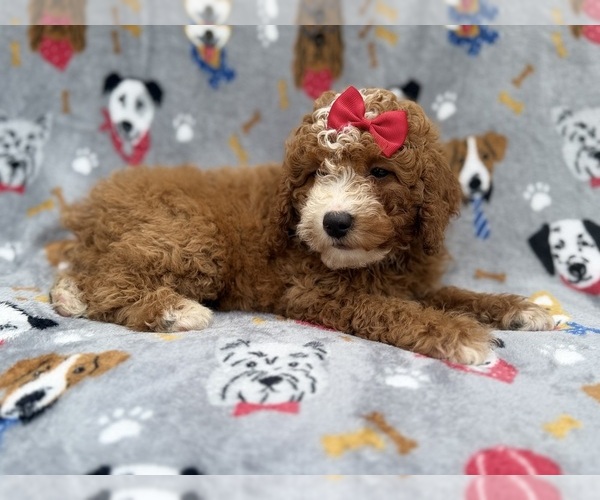 Medium Photo #5 Goldendoodle (Miniature) Puppy For Sale in LAKELAND, FL, USA