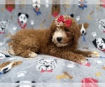 Lucy - Female Goldendoodle (Miniature) Puppy for Sale - Photo #5