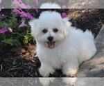 Small #1 Bichon Frise