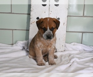 Australian Cattle Dog Puppy for sale in MILLERSBURG, OH, USA