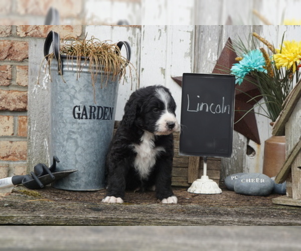 Medium Photo #2 Bernedoodle Puppy For Sale in DUNDEE, OH, USA