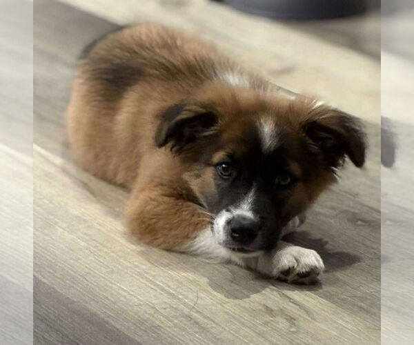 Medium Photo #3 Mutt Puppy For Sale in Mount Pleasant, SC, USA