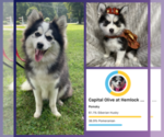 Small Photo #1 Pomsky Puppy For Sale in VENUS, PA, USA