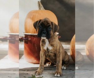 Boxer Puppy for sale in ABBEVILLE, SC, USA