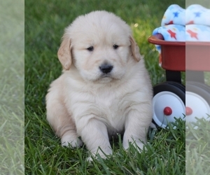 Golden Retriever Puppy for sale in OVERLAND, KS, USA