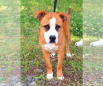 Small #1 American Pit Bull Terrier