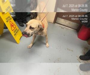 Black Mouth Cur-Unknown Mix Dogs for adoption in Ocala, FL, USA