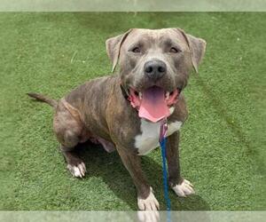 American Pit Bull Terrier-Unknown Mix Dogs for adoption in Las Vegas, NV, USA