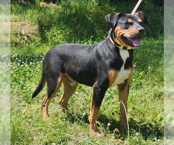 Medium Photo #3 Rottweiler-Unknown Mix Puppy For Sale in Wetumpka, AL, USA
