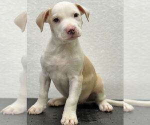 American Pit Bull Terrier-Unknown Mix Dogs for adoption in Great Bend, KS, USA