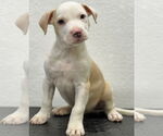 Small American Pit Bull Terrier Mix