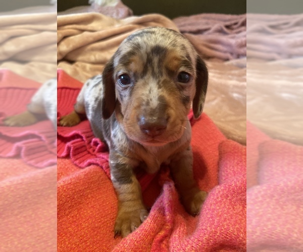 Medium Photo #1 Dachshund Puppy For Sale in DENHAM SPRINGS, LA, USA