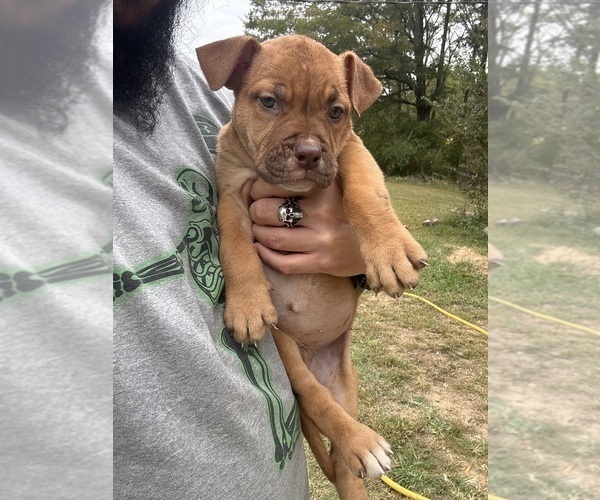 Medium Photo #5 Olde English Bulldogge Puppy For Sale in SAXE, VA, USA