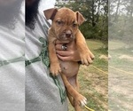Small #4 Olde English Bulldogge